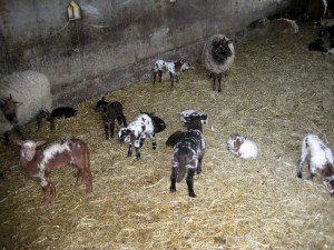 Schaapskooi in de buurt van de radiotelescoop