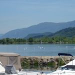 Veel zwanen op de Rhône