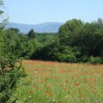 Veldje klaprozen Veldje klaprozen