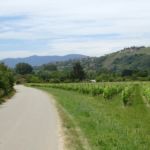 Wijnvelden op vlak terrein