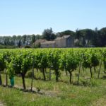 Wijnveldje