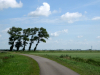 Scheefgewaaide bomen