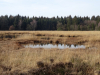Het Blanke Veen