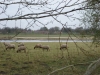 noaberpad-bourtange-ter-wisch24