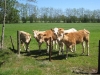 Zevenwoudenpad Harkema-Ureterp (12).jpg