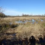 Bij de Meeuwenplassen