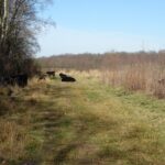 Runderen op het pad
