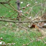 Al bijna katjes, het voorjaar komt eraan!