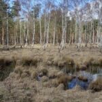 Het Brandeveen (3)