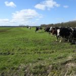 Nieuwsgierige koeien