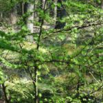 Het eerste voorjaarsgroen