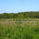 Het Schillenveen tussen Norg en Langelo