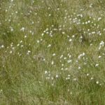 Wollegras in het Scillnveen