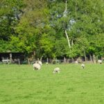 De lammetjes worden a; weer groot. In de buurt van Alteveer.