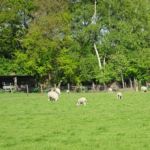 De lammetjes worden a; weer groot. In de buurt van Alteveer.