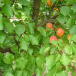 Nectarines
