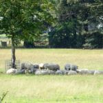 De schapen zoeken even verkoeling.