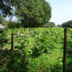 Kleine wijngaarde bij een boerderij