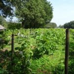 Kleine wijngaarde bij een boerderij