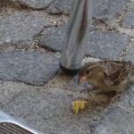 De musjes pikten graag een kruimeltje mee.