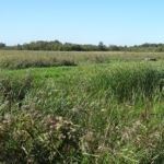 Erg veel riet!