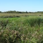 Erg veel riet!