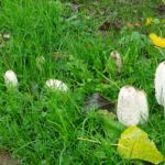 De herfst is weer begonnen: paddestoelen