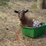 Geitje in het bakkie