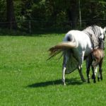 Het nog erg jonge veulentje (1)
