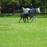 Het nog erg jonge veulentje (2)