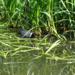 Een nestje met 5 piepjonge Meerkoetjes.