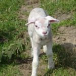 Een jong lammetje, dat erg nieuwsgierig was