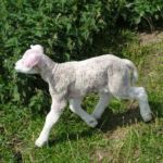 Vlug terug naar Mama!