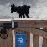 Wacht u voor de hond...