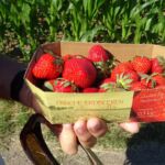 Doosje aardbeien gescoord (2)