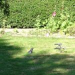 Grappig, fiets begraven.