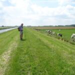 De koeien wilden wel even meehollen.