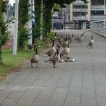 Wel erg veel ganzen in de buurt van het station.