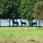 Ook in de uiterwaarden: paarden.