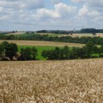 Mooi landschap (1)