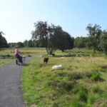 Het Dwingelderveld (1)