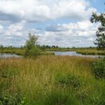 Het Dwingelderveld (3