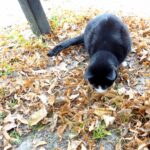 Een poes komt ons gezelschap houden in Jellum als we even rusten.