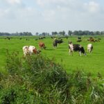Echte Friese koeienweitjes