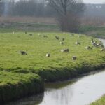Veel ganzen.