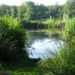 Pingoruïne in het Natuurschoonbos