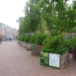 De wandelende bomen in Leeuwarden (1)