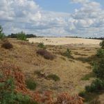 Het Aekingerzand (3)