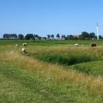 Koeien en schapen op de dijk.