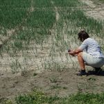 Onderzoek met Google Lens naar wel gewas dit is!